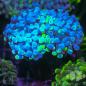 Preview: Euphyllia Grafted